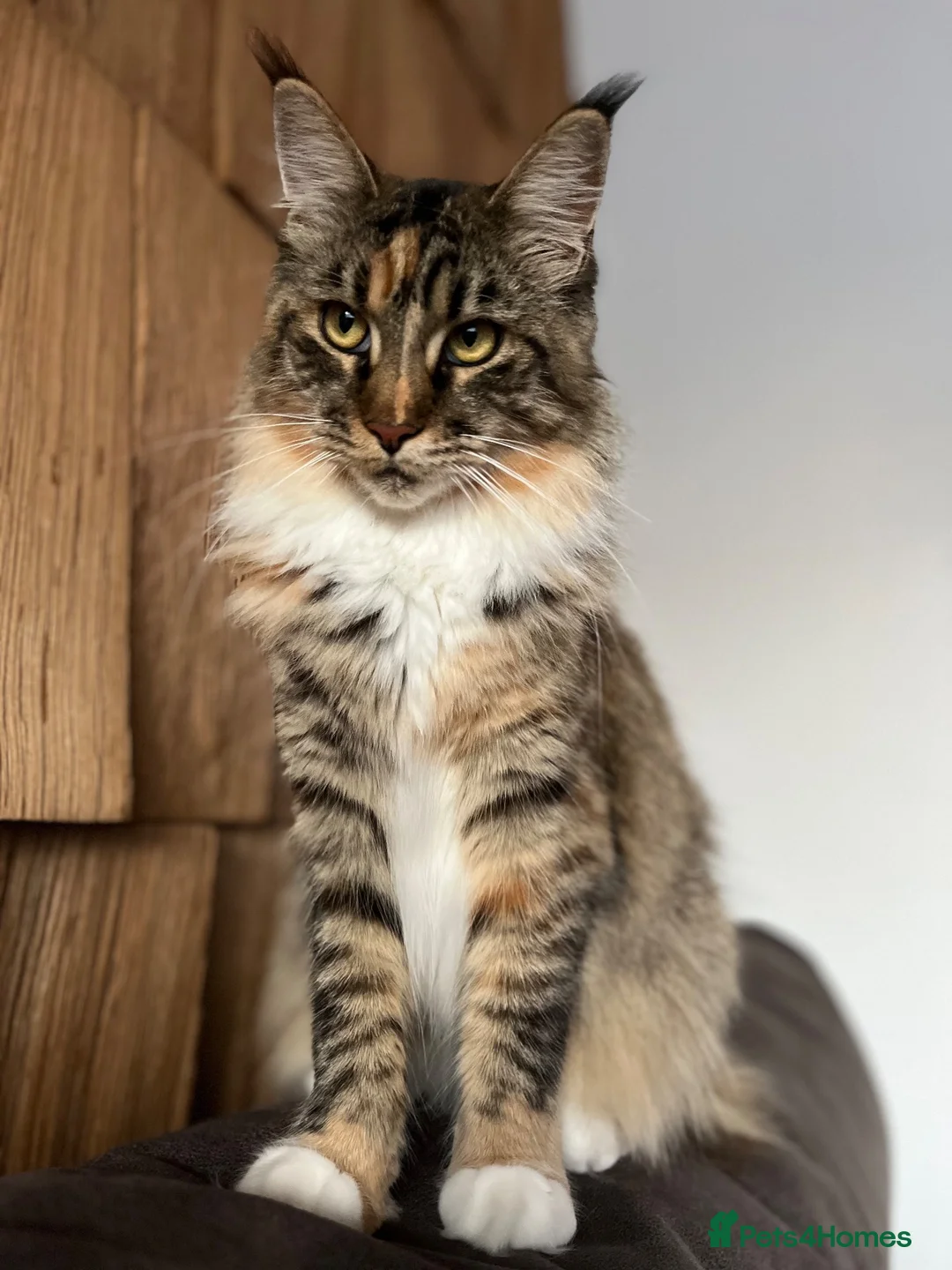 Maine Coon cats for sale: Maine Coon female for sale in Basildon - Advert 2