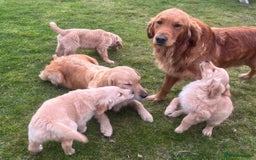 Golden Retriever dogs for sale: Beautiful Red KC Golden Retriver Puppies  - Image 13