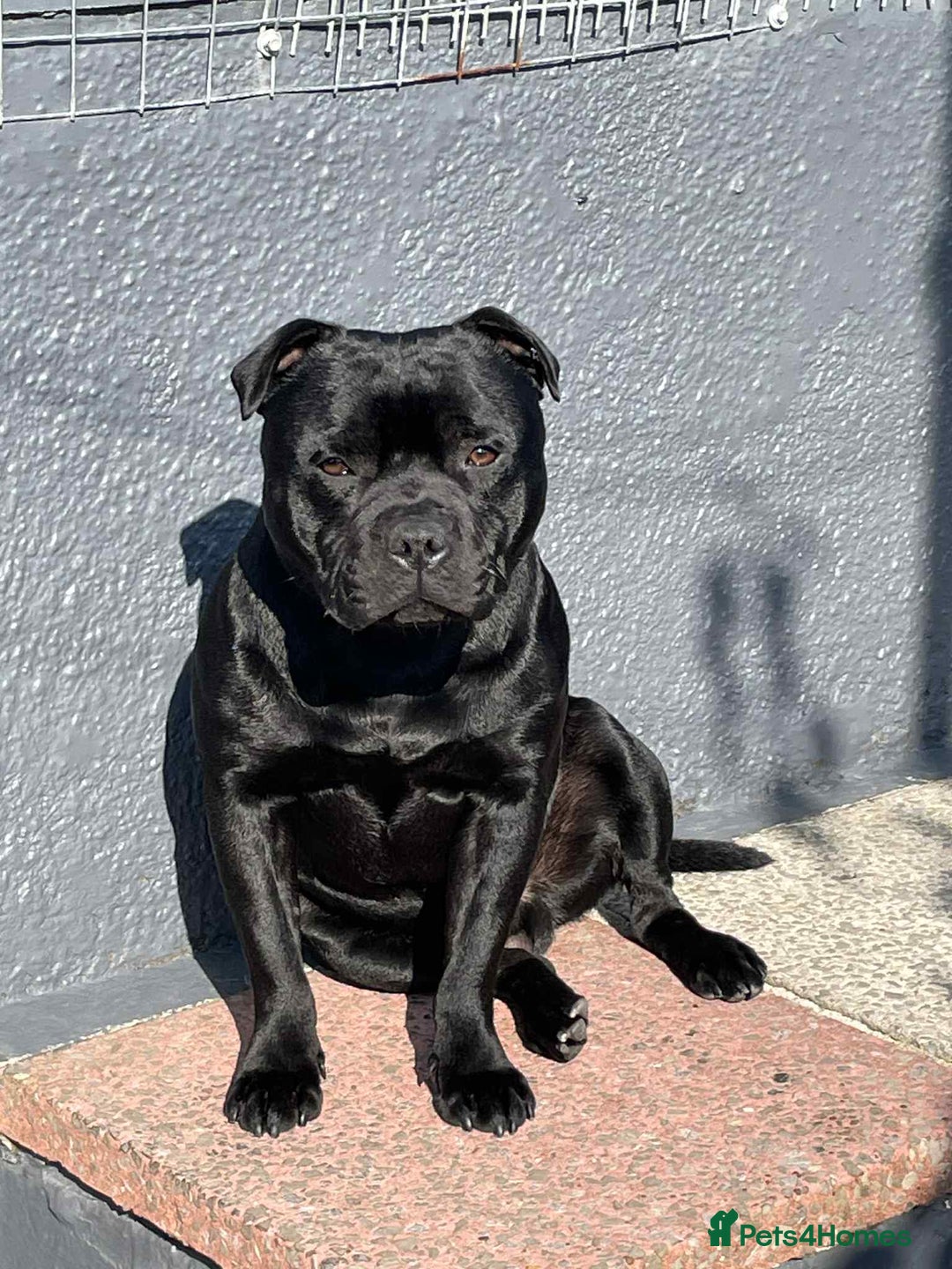 Staffordshire Bull Terrier dogs for sale: Champion bloodlines kc stafford  pups  - Advert 11