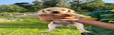 Labrador Retriever 10