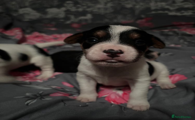 Parson Russell dogs - Advert 3