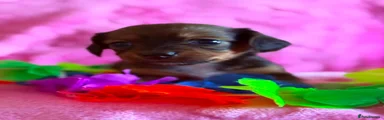 Chiweenie 6