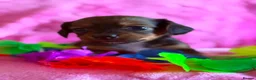 Chiweenie dogs for sale: Chiweenies Puppys - Advert 11