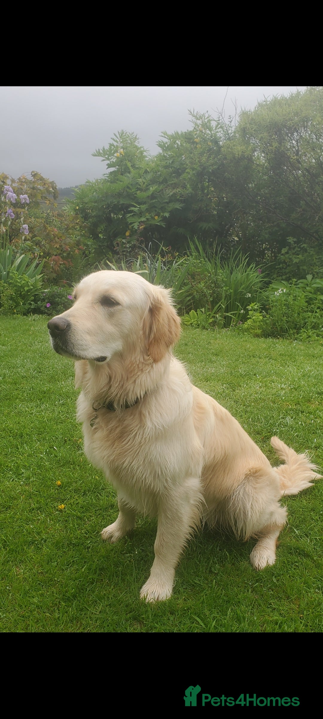 Golden Retriever dogs for sale: Beautiful Golden Retrievers from therapy line - Image 1