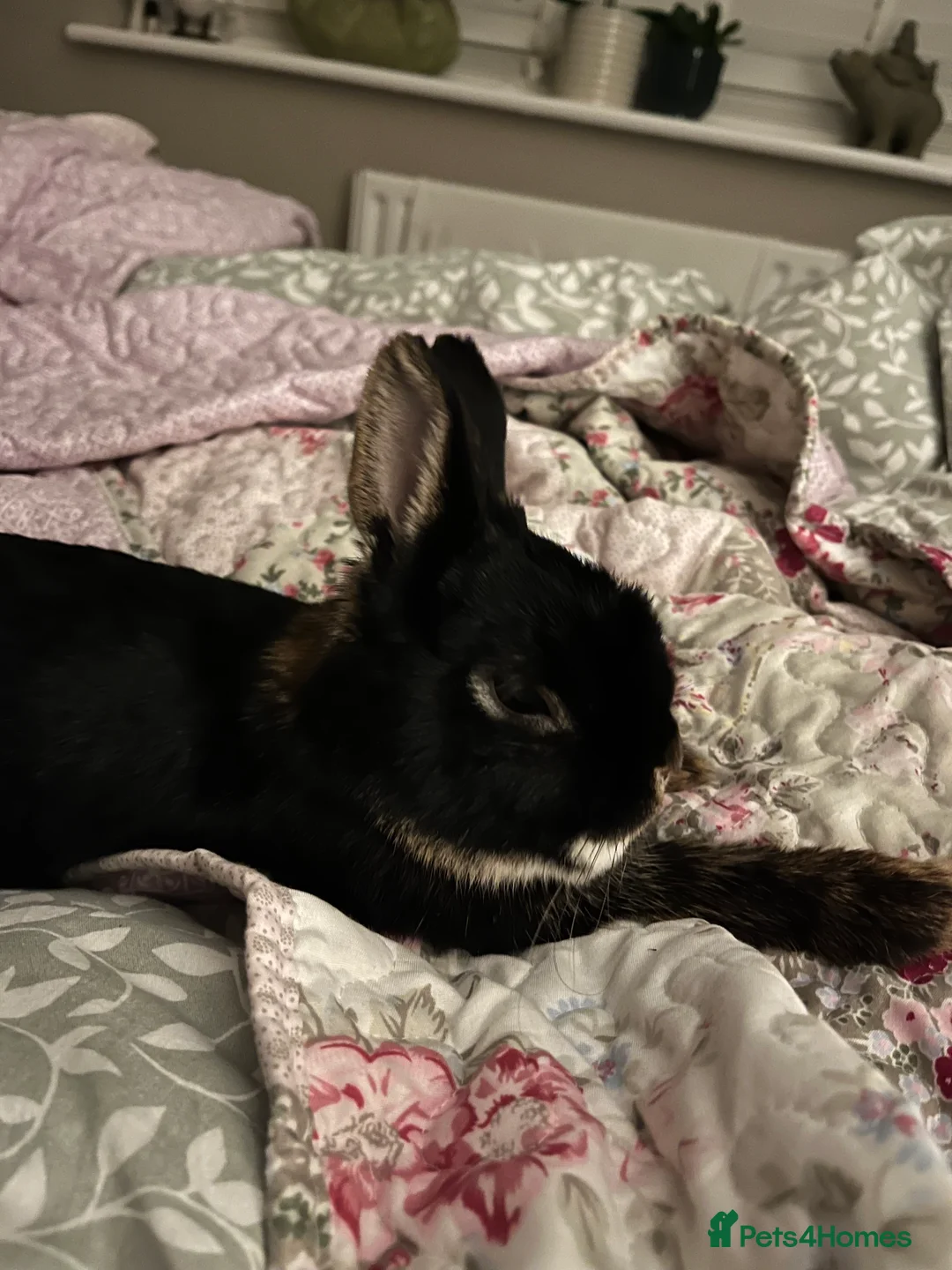 Netherland Dwarf rabbits for sale: Friendly male Netherland dwarf bunny in Buckingham - Advert 1