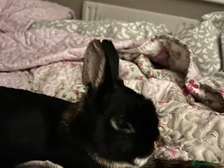 Netherland Dwarf rabbits Friendly male Netherland dwarf bunny - Advert 2