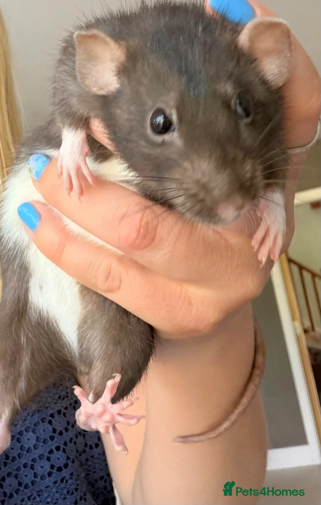 Rat rodents for sale: 3 gorgeous girls looking for a loving new home  - Advert 8