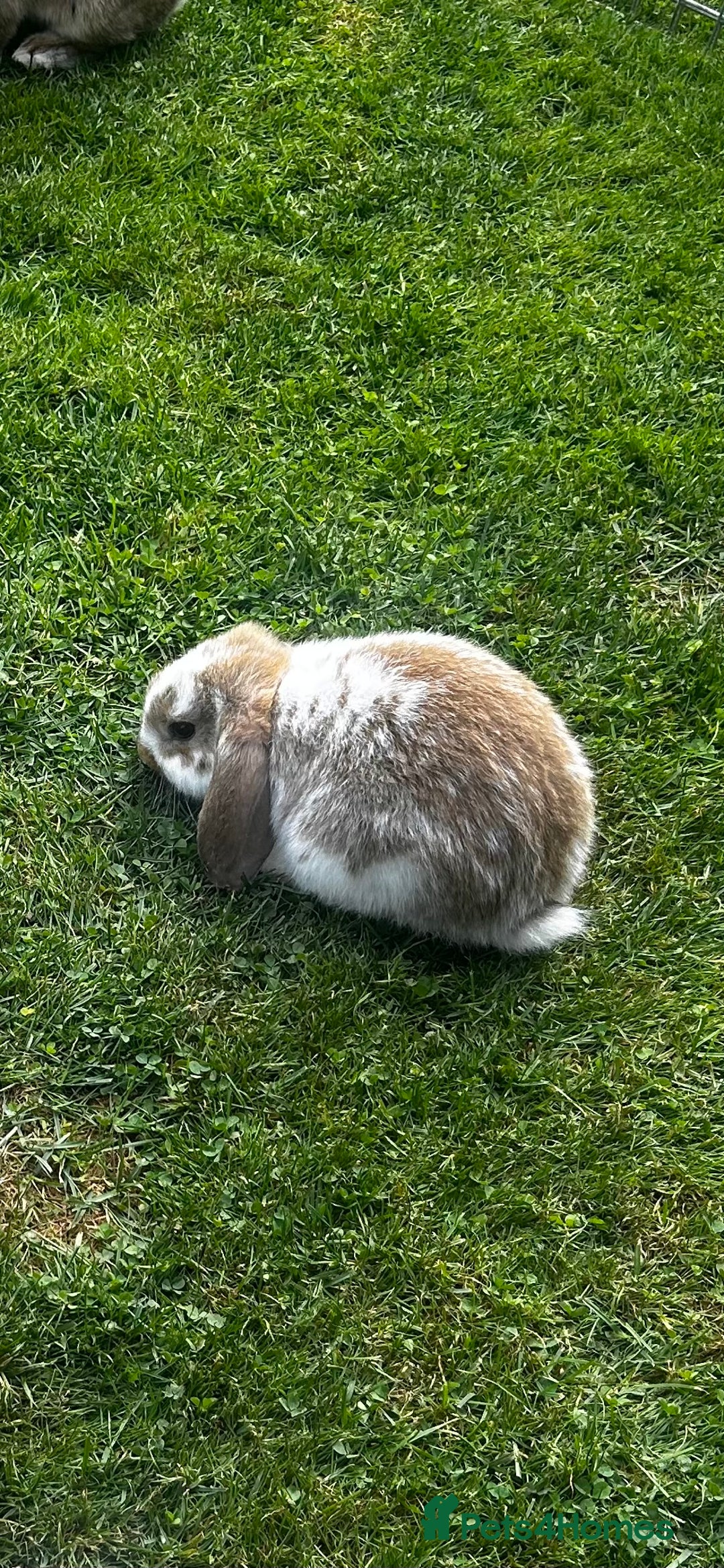 Mini Lop rabbits for sale: mini lops  - Image 9