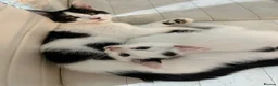 Mixed Breed cats for sale: My beautiful kittens are for sale - Advert 10