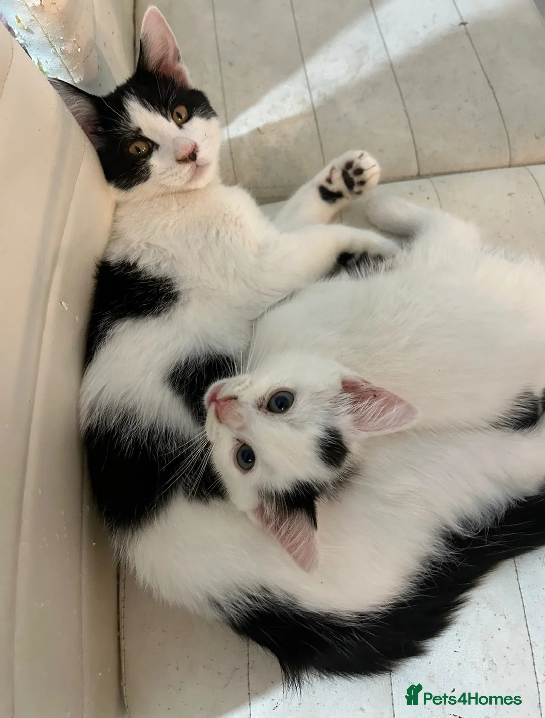 Mixed Breed cats for sale: My beautiful kittens are for sale - Advert 10