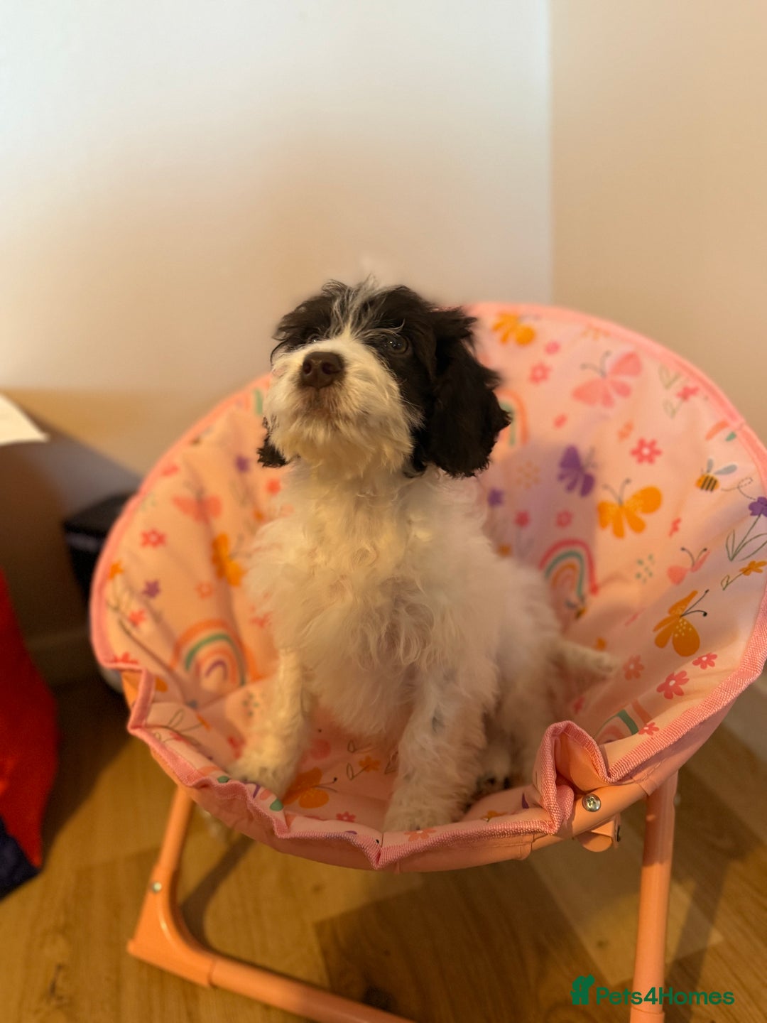 Cockapoo dogs for sale: 15 week old cockerpoo female  - Advert 6