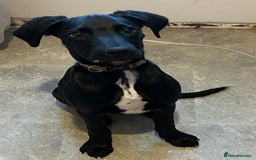Mixed Breed dogs for sale: Colin, looking for his fur-ever home - Image 4