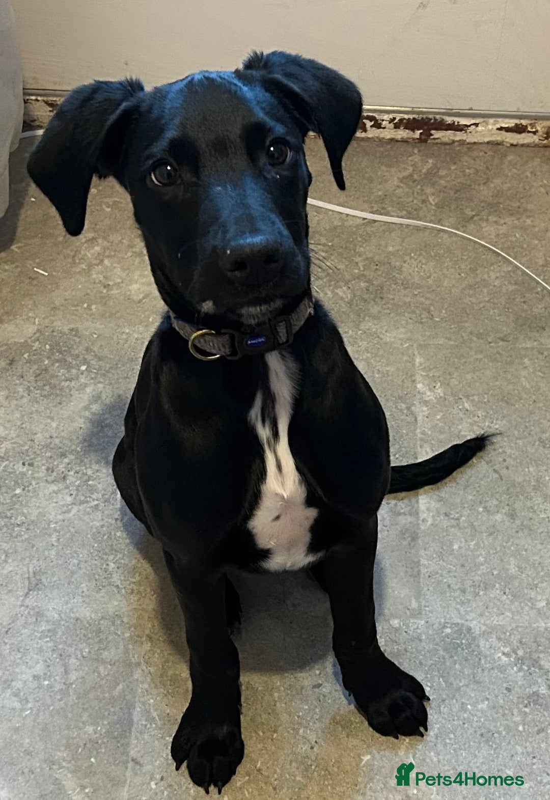 Mixed Breed dogs for sale: Colin, looking for his fur-ever home - Image 4