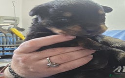 Rottweiler dogs for sale: Rotweiller pup - Image 2