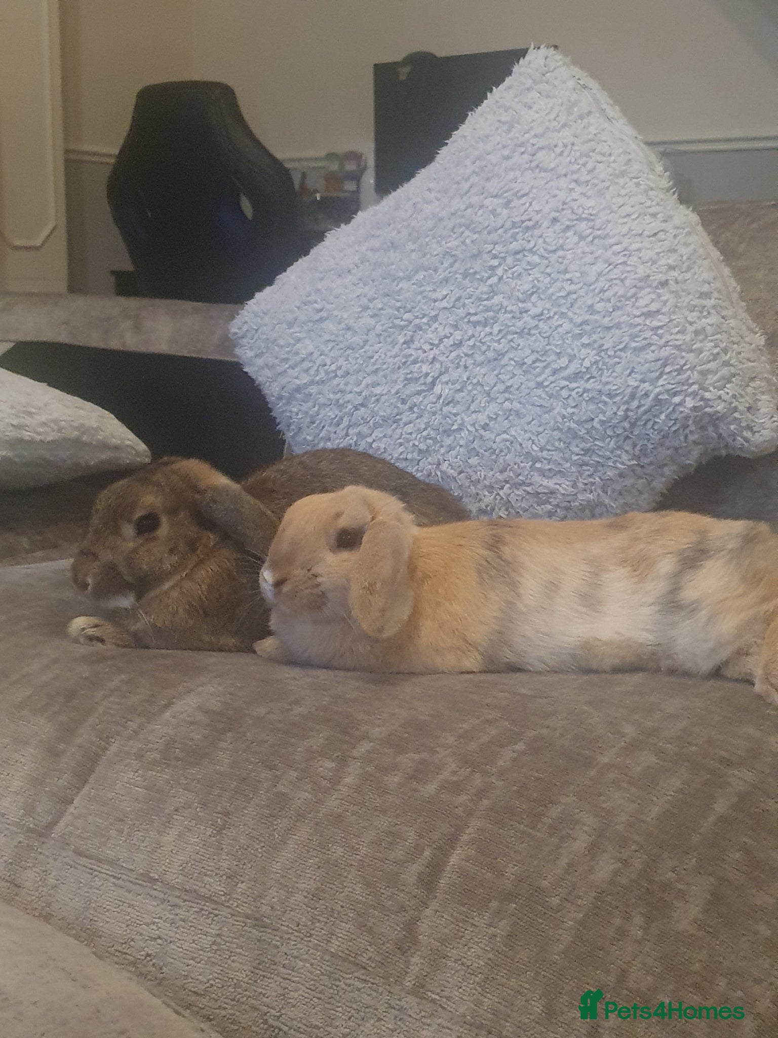 Netherland Dwarf rabbits Bobby and Pumpkin - Advert 1