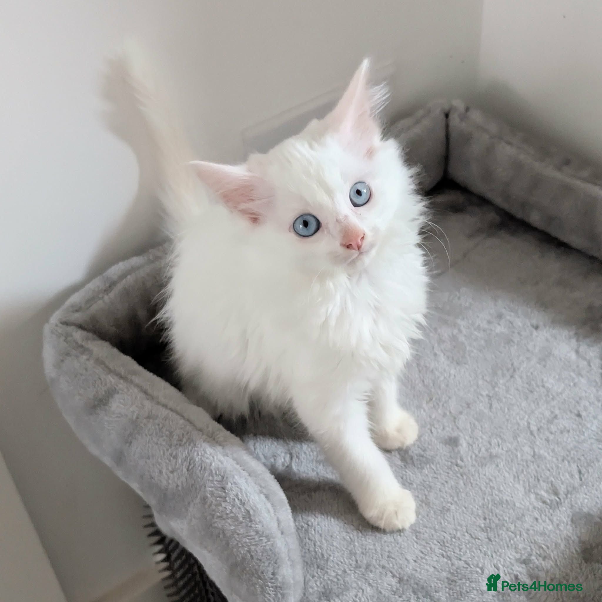 Turkish Angora cats Blue Eyed Fluffy Turkish Angora Kitten - Advert 1