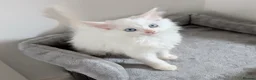 Turkish Angora cats for sale: Blue Eyed Fluffy Turkish Angora Kitten - Advert 1
