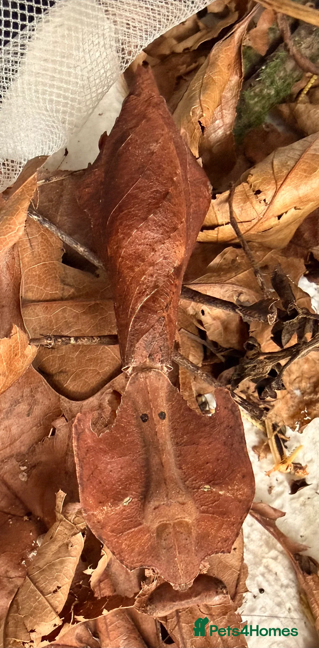 Praying Mantis invertebrates for sale: Malaysian leaf praying mantis For Sale in Boston - Advert 2