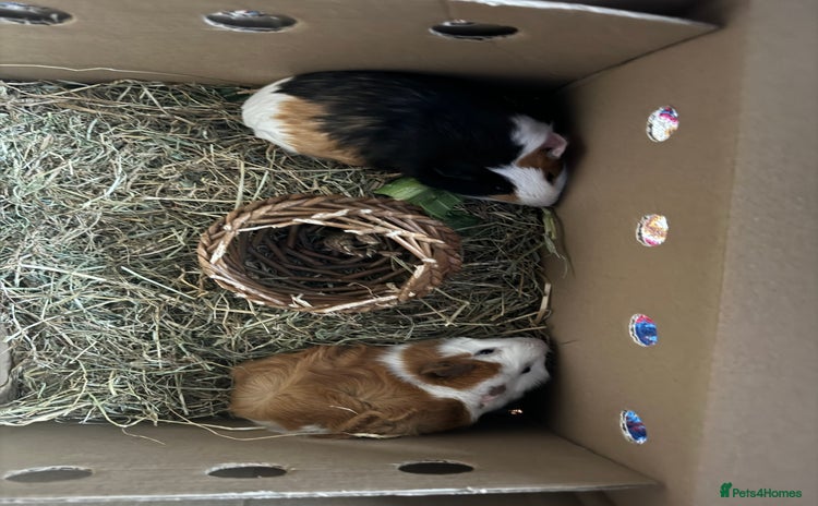 Guinea Pig rodents - Advert 2