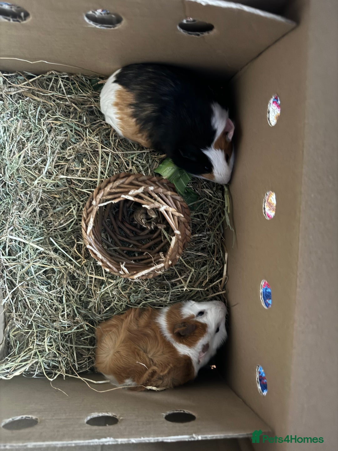 Guinea Pig rodents for sale: (Reserved)2 bonded girls  - Image 1