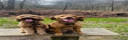 Cockapoo dogs for sale: Exceptional Cockapoo Puppies 🩷💙 - Advert 8