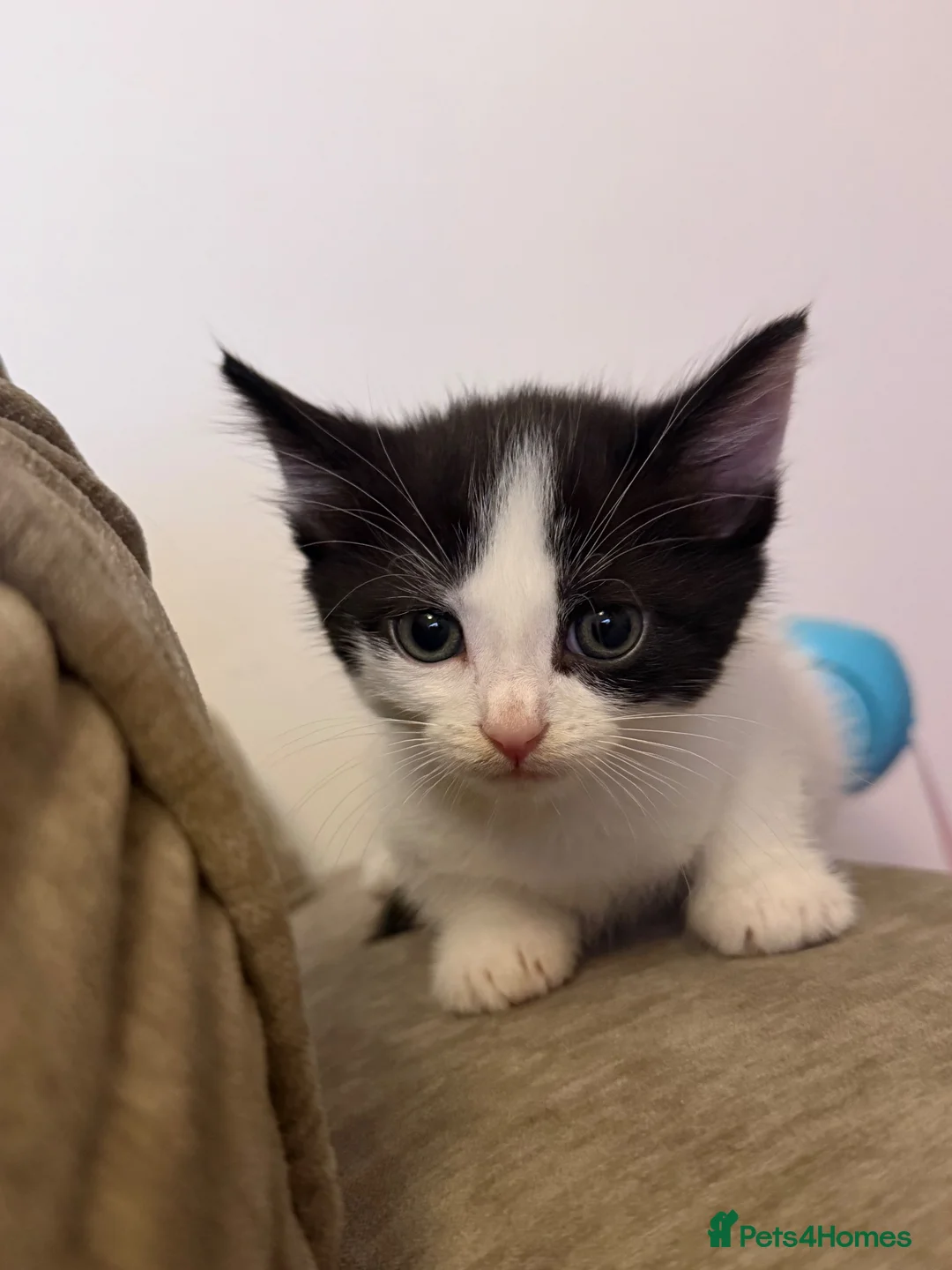 Mixed Breed cats for sale: Sibling kittens- to be homed together🤍 - Advert 5