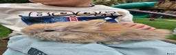 Lionhead rabbits for sale: (READY NOW) Lion head x Angora - Advert 5