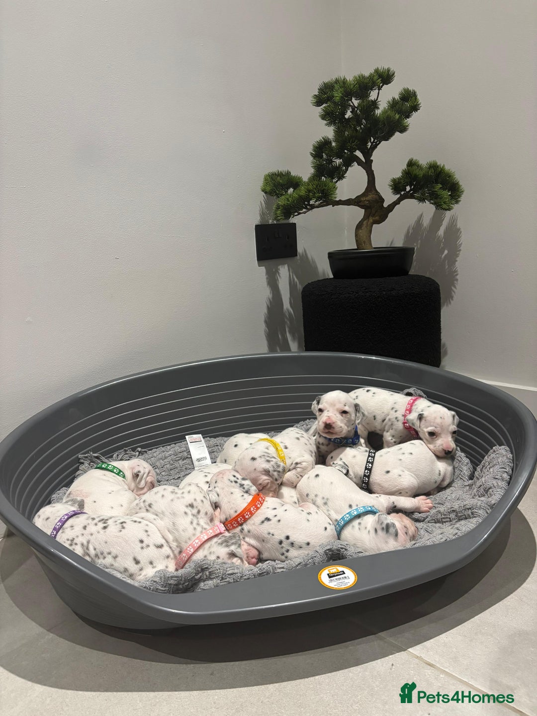 Dalmatian dogs for sale: Dalmatians for Sale (Last 2 Boys Left) - Advert 10