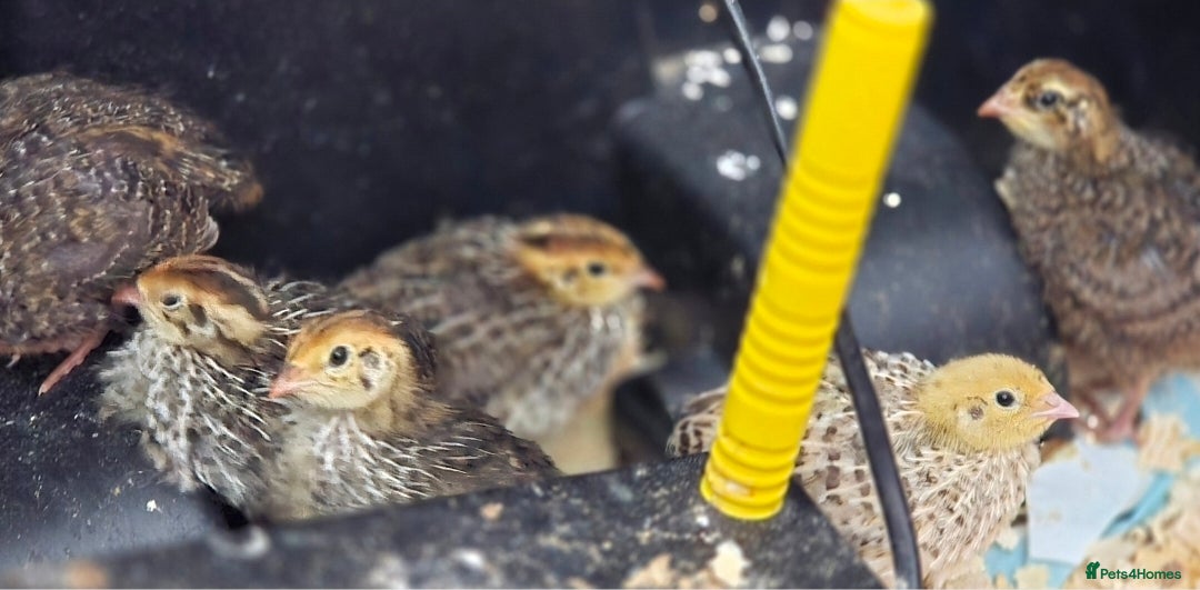 Quail poultry for sale: Quails for sale (courtnix) - Advert 4