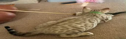 Bengal cats for sale: Seal Mink Male Bengal kittens in Grantham - Advert 3