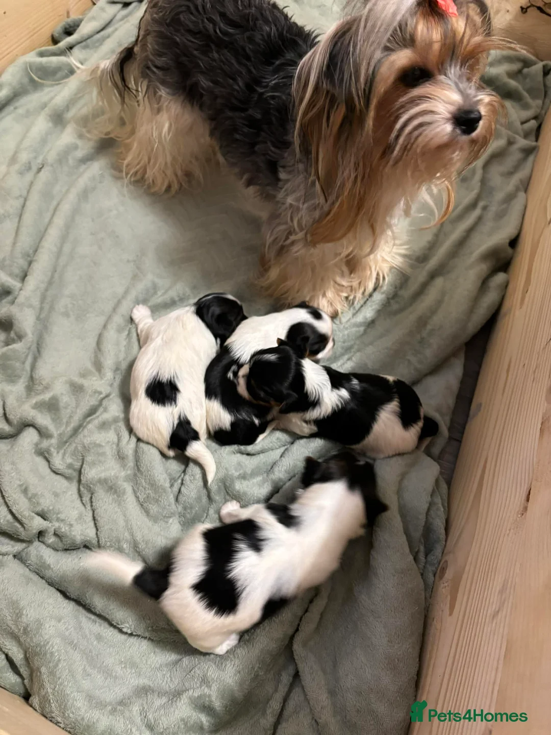 Yorkshire Terrier dogs for sale: 3 VERY SMALL GIRLS LEFT - Advert 2