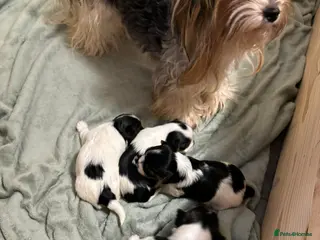 Yorkshire Terrier dogs Yorkshire Terrier Biewer puppies - Advert 6