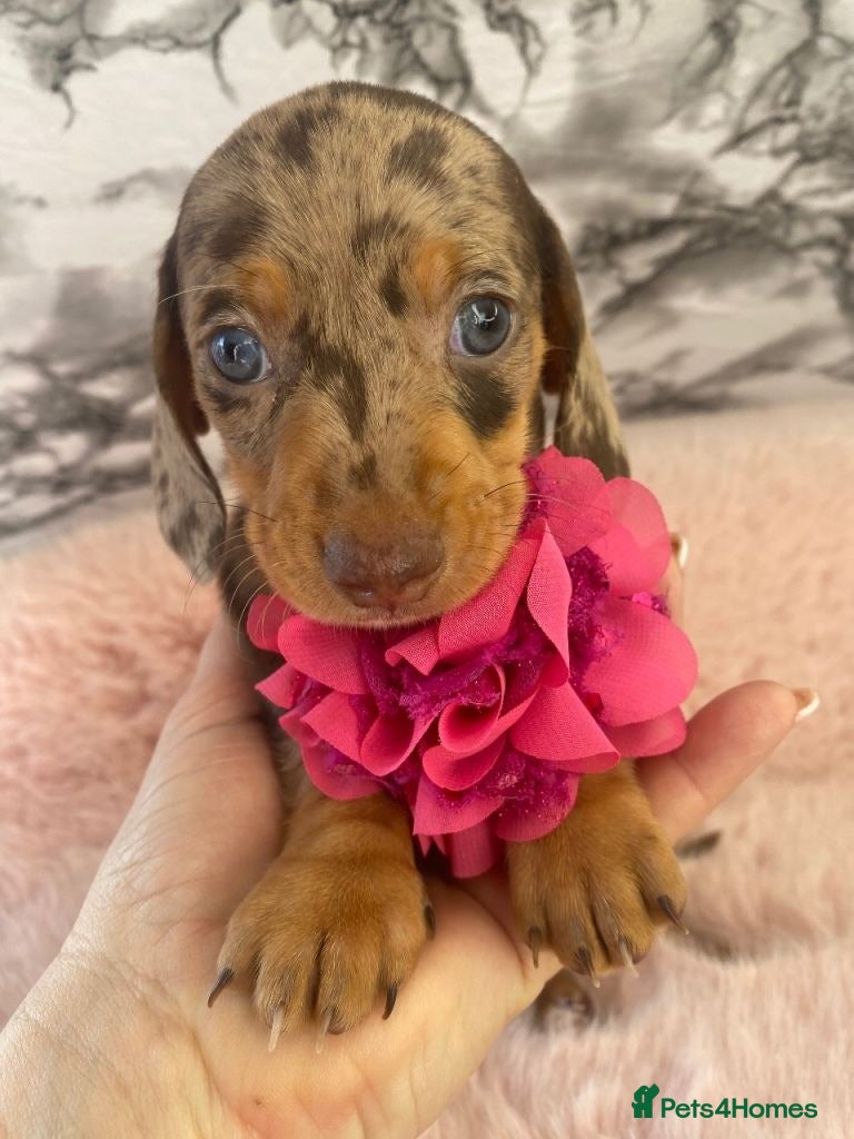 Miniature Dachshund Puppy 4