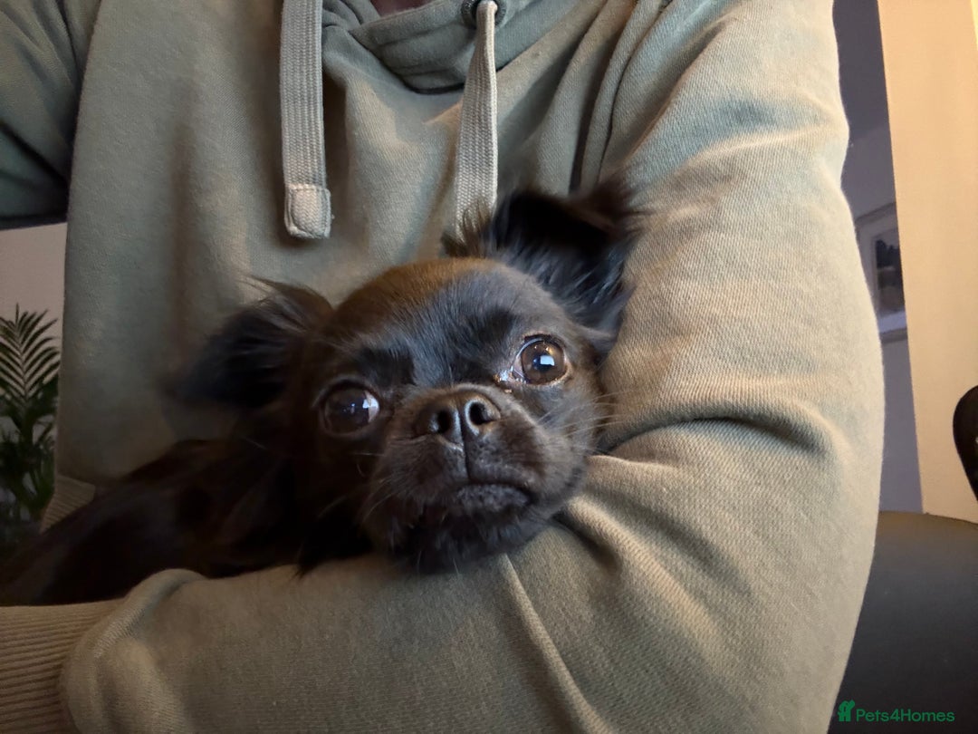 Chihuahua dogs for sale: Absolutely Stunning Little Chihuahua Puppies - Image 19