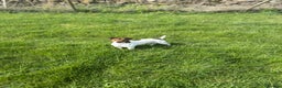 Jack Russell dogs for stud: Stunning Small Jack Russell Standing at Stud in Ripon - Advert 3