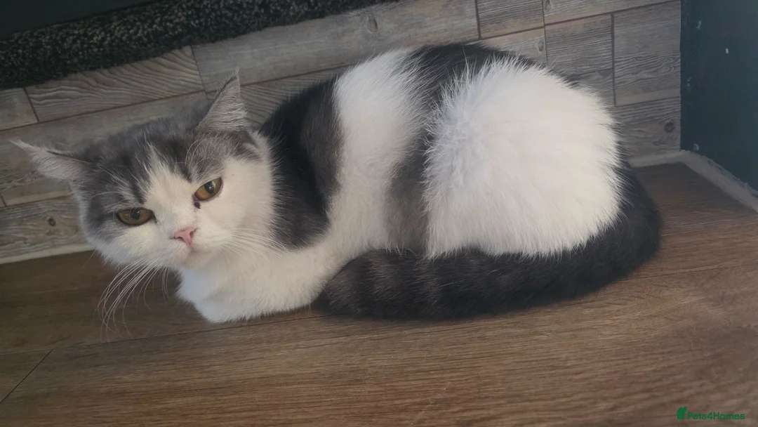 Brazilian Shorthair cats for sale: British shorthair - Advert 1