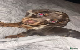 Miniature Dachshund dogs for sale: Miniature dachshund  - Image 4