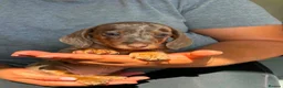 Miniature Dachshund dogs for sale: Miniature dachshund puppies - Advert 18