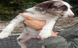 Mixed Breed dogs for sale: Collie x lab  - Image 4