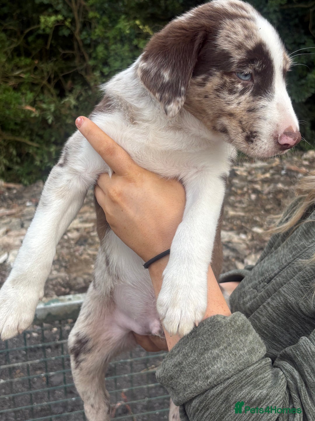 Mixed Breed dogs for sale: Collie x lab  - Image 4