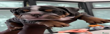 English Bulldog 4 ROSEY🌹💐