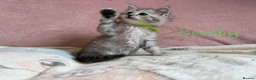 Persian cats for sale: Absolutely beautiful Persian/ragdoll Kittens - Advert 20
