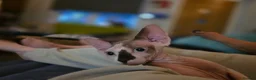 Sphynx cats for sale: Odd eyed pedigree sphynx kitten  Health Guarantee  - Advert 4