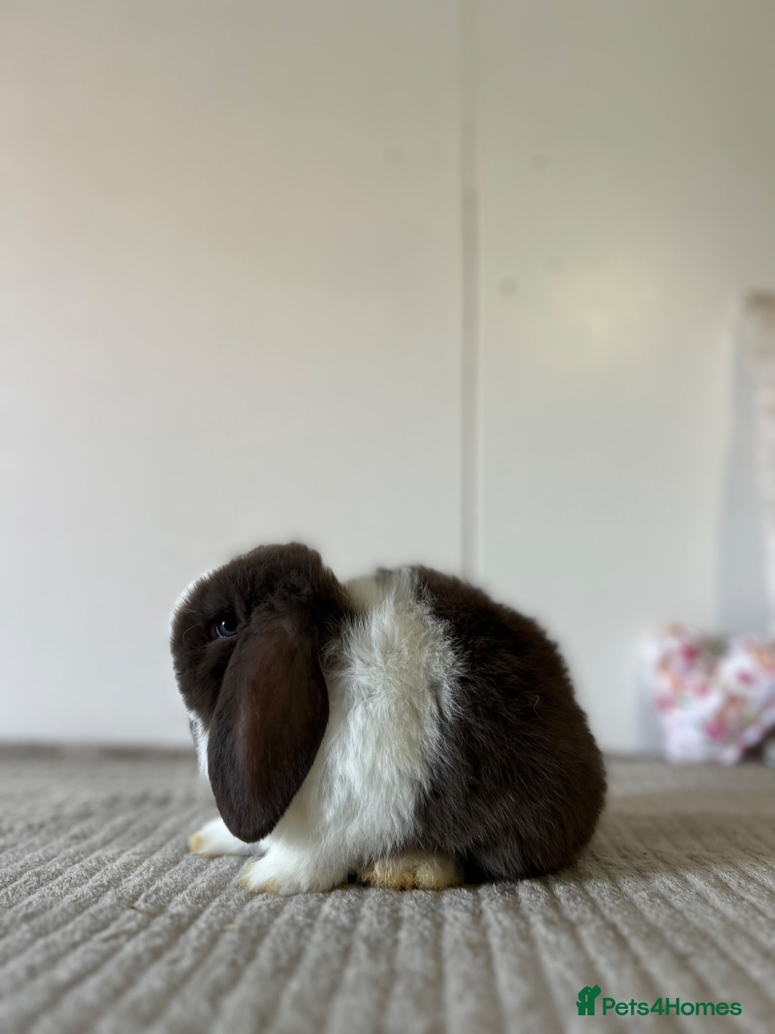 Mini Lop rabbits Minilop Babies To Reserve - Advert 1