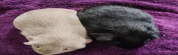 Guinea Pig rodents for sale: Pair of Guinea pigs - Advert 2