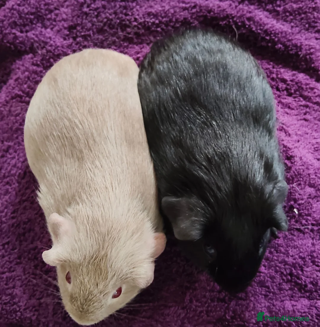 Guinea Pig rodents for sale: Pair of Guinea pigs - Advert 2