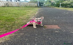 French Bulldog dogs for sale: Beautiful Ellie  - Image 6
