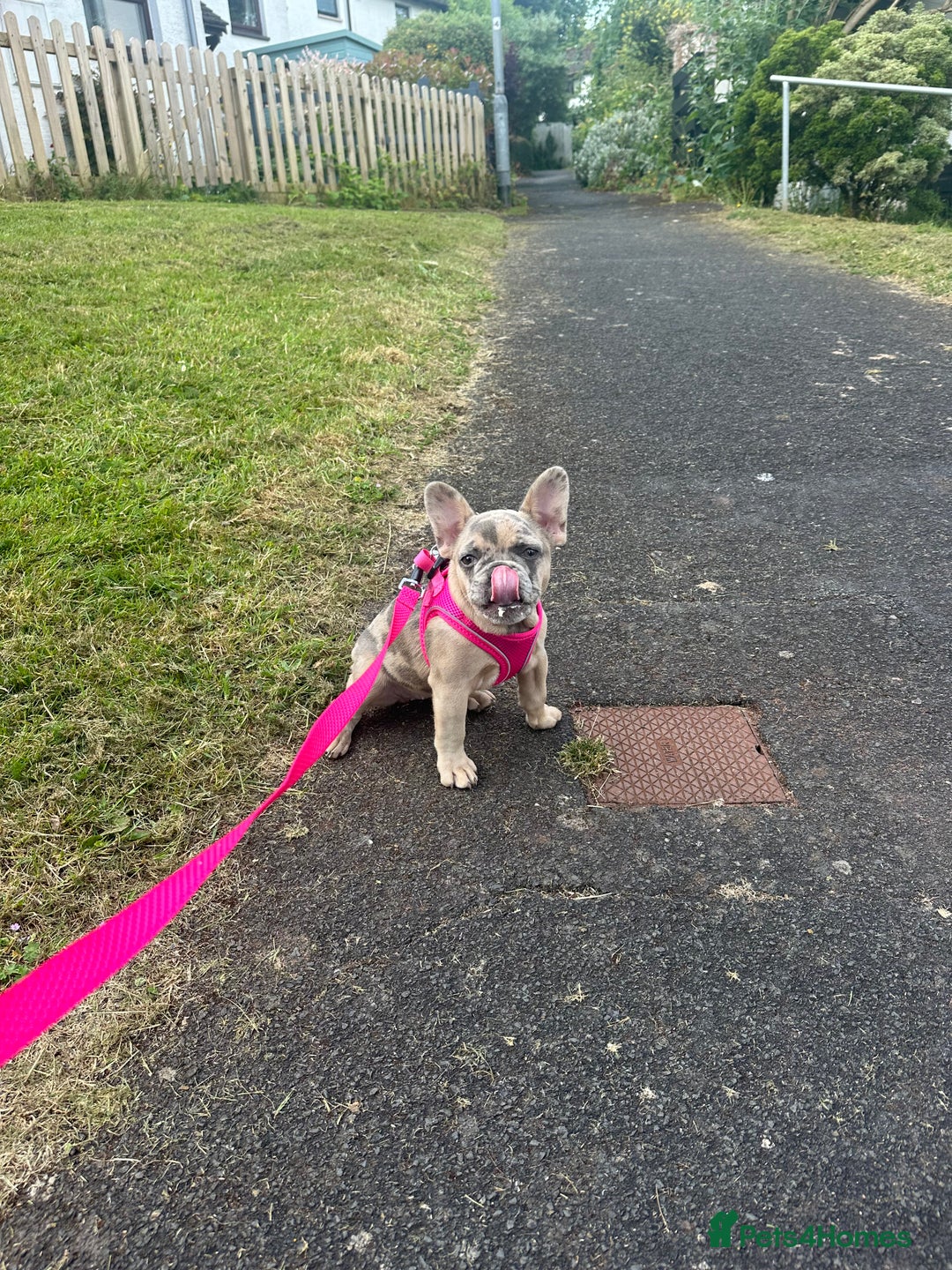 French Bulldog dogs for sale: Beautiful Ellie  - Image 6