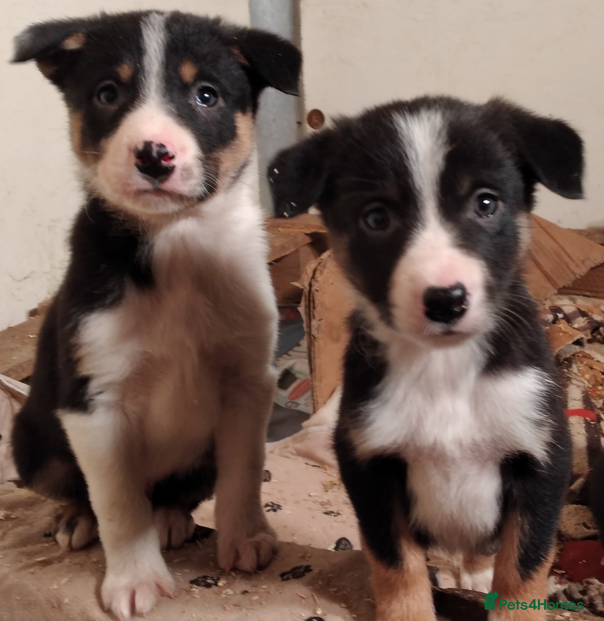 Border Collie dogs *Ready*Cheeky Chaps*Ready* - Advert 2