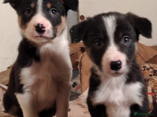 Border Collie dogs Cheekey Chaps! - Advert 9